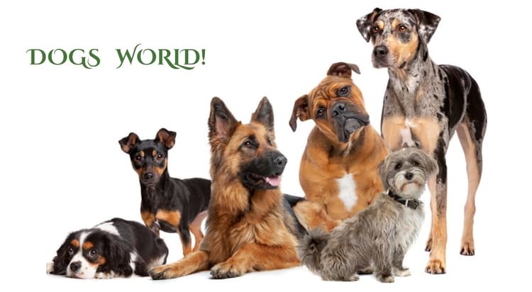 DogWorld